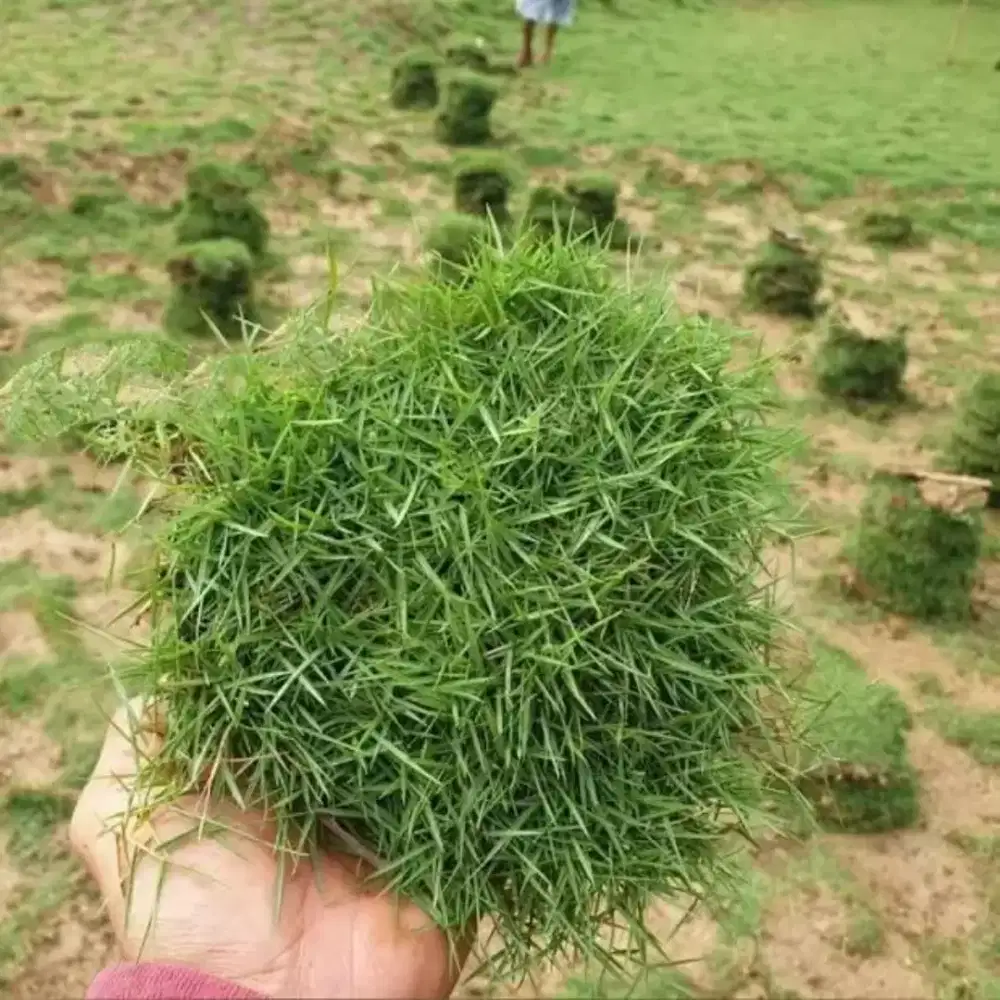Jual rumput Jepang
