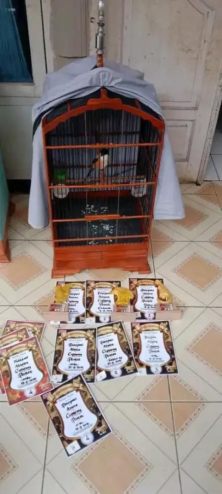 Burung cendet madura prestasian materi mewah