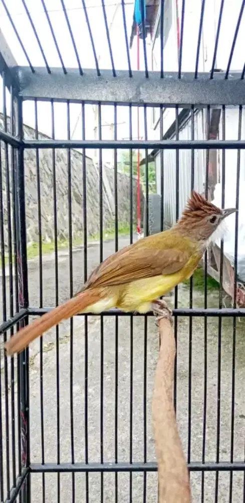 Burung cucak jenggot jawa buat masteran enak
