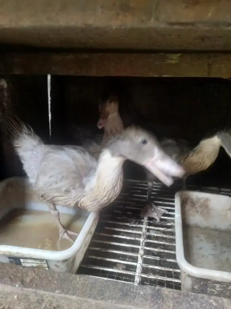 Entok rambon blaster