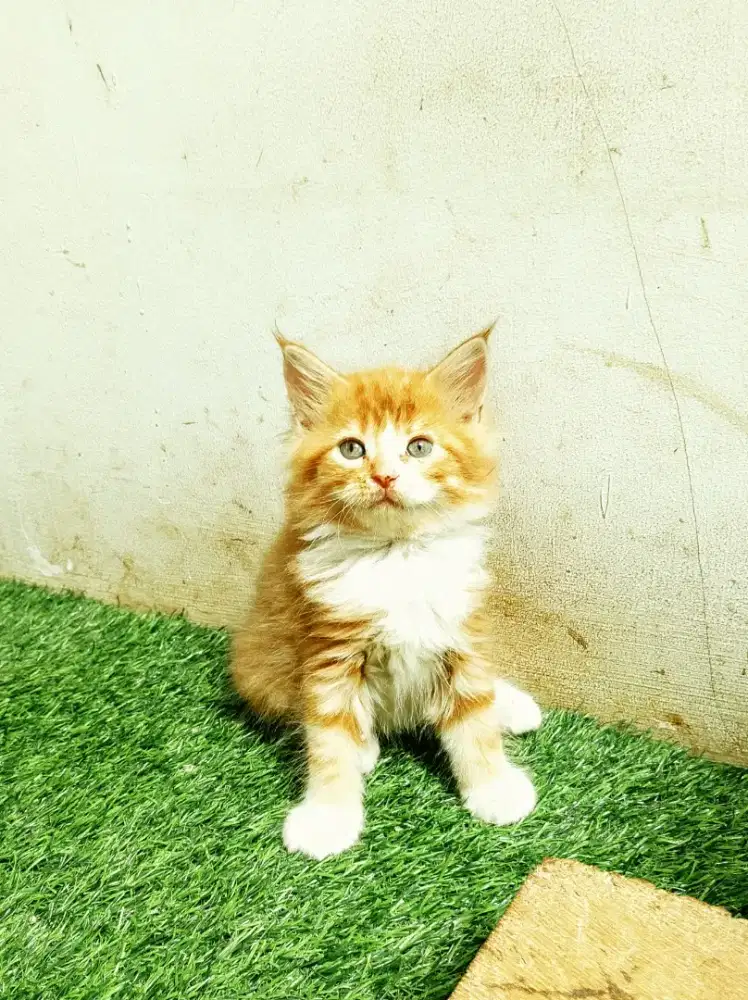 Kitten mainecoon Betina Pure. Induk ped Cfa Maine Coon