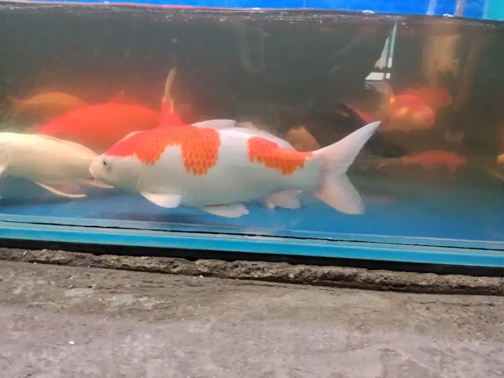 Ikan koi / ikan mas koki