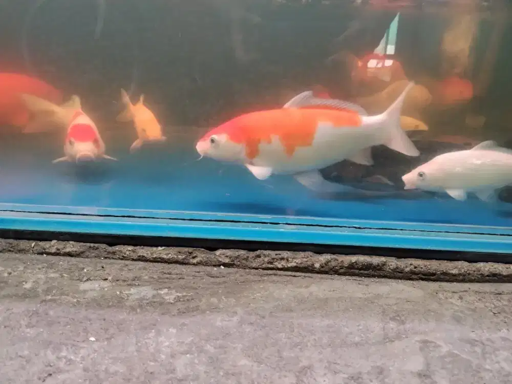 Ikan koi / ikan mas koki