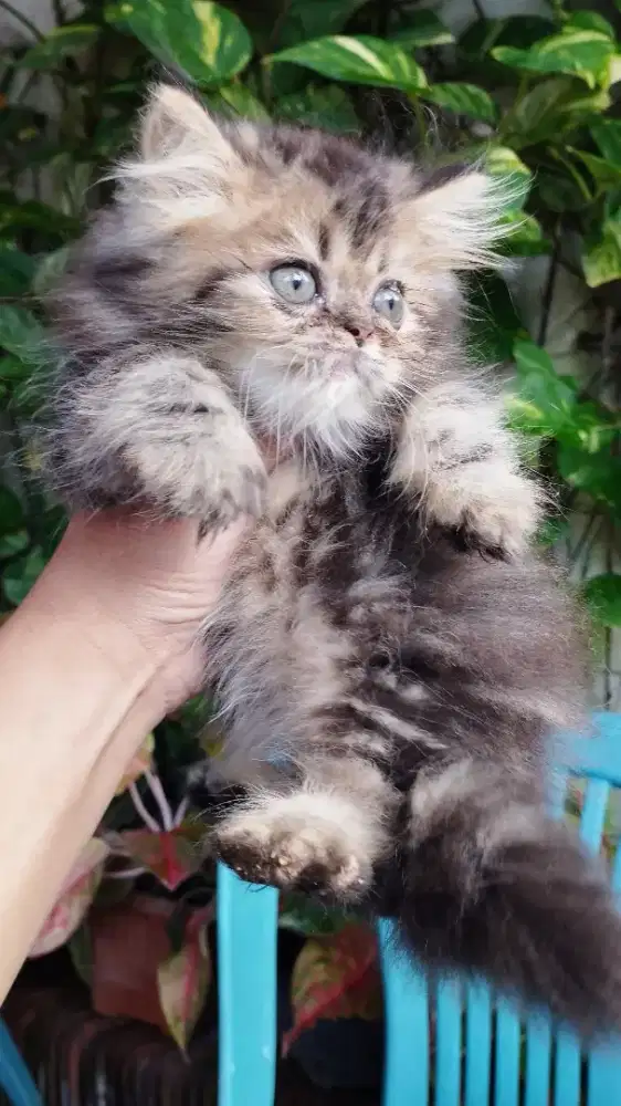 Kucing persia kitten