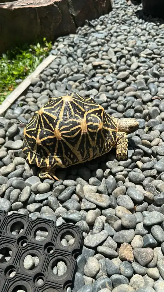 SRILANKA STAR 18cm 12 Scute LESS SCUTE SIMETRIS