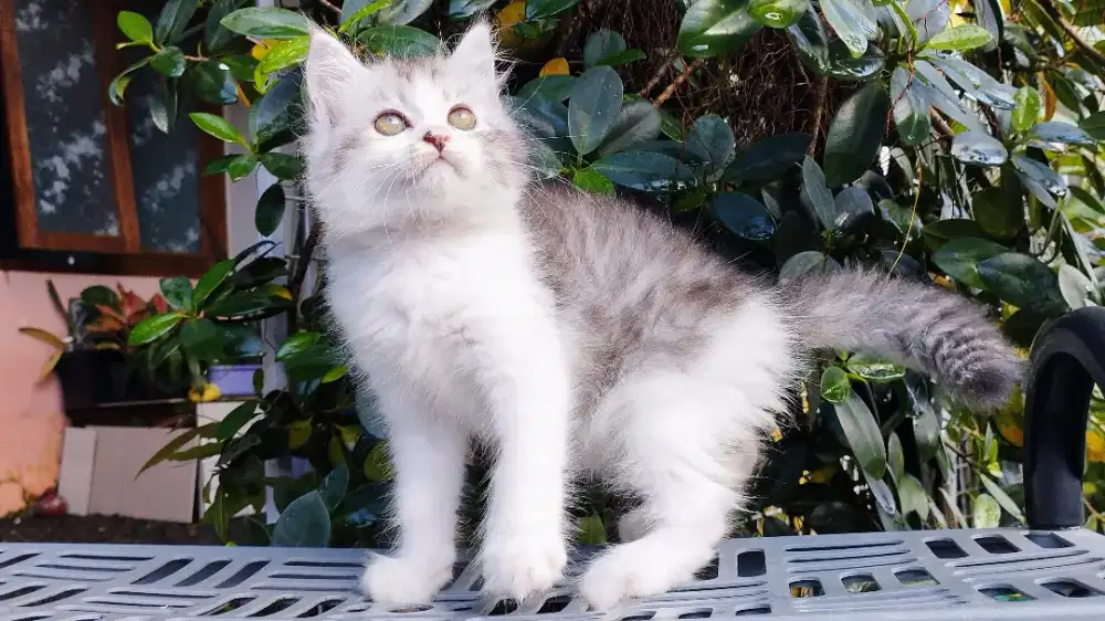Kucing persia kitten
