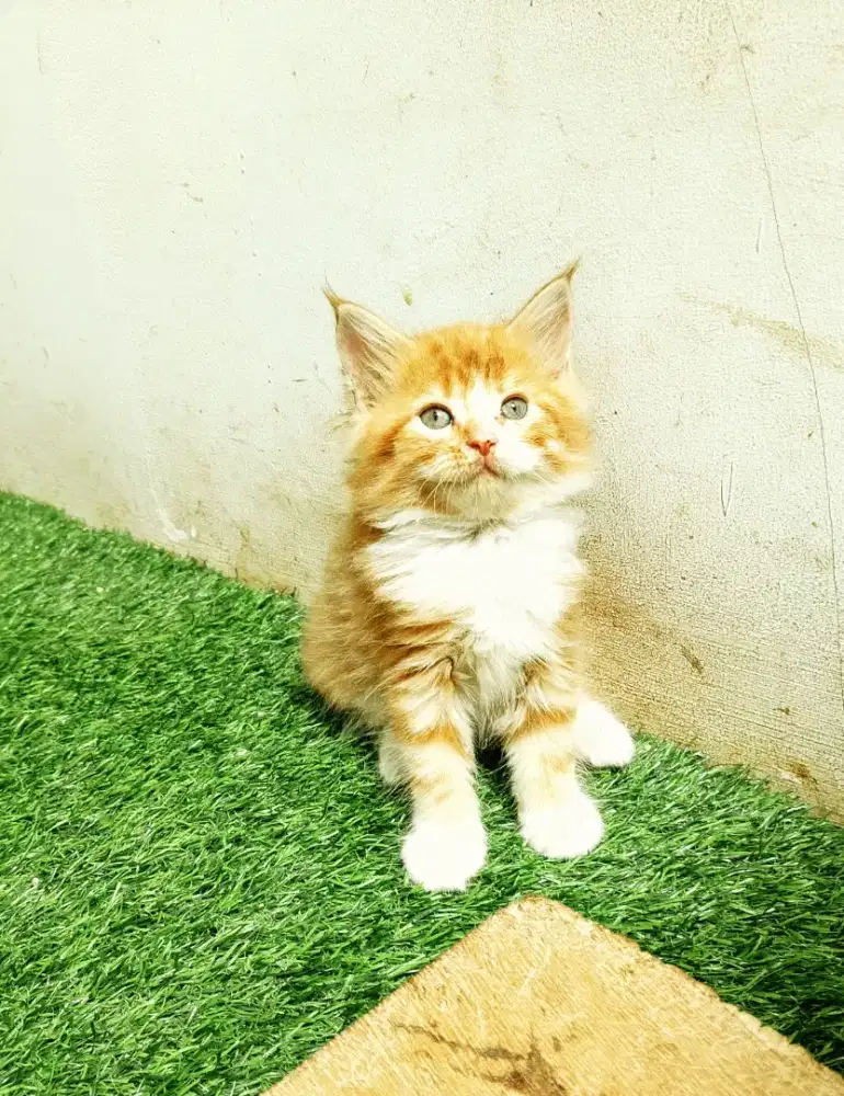 Kitten mainecoon Betina Pure No mix. Induk ped Cfa maine Coon