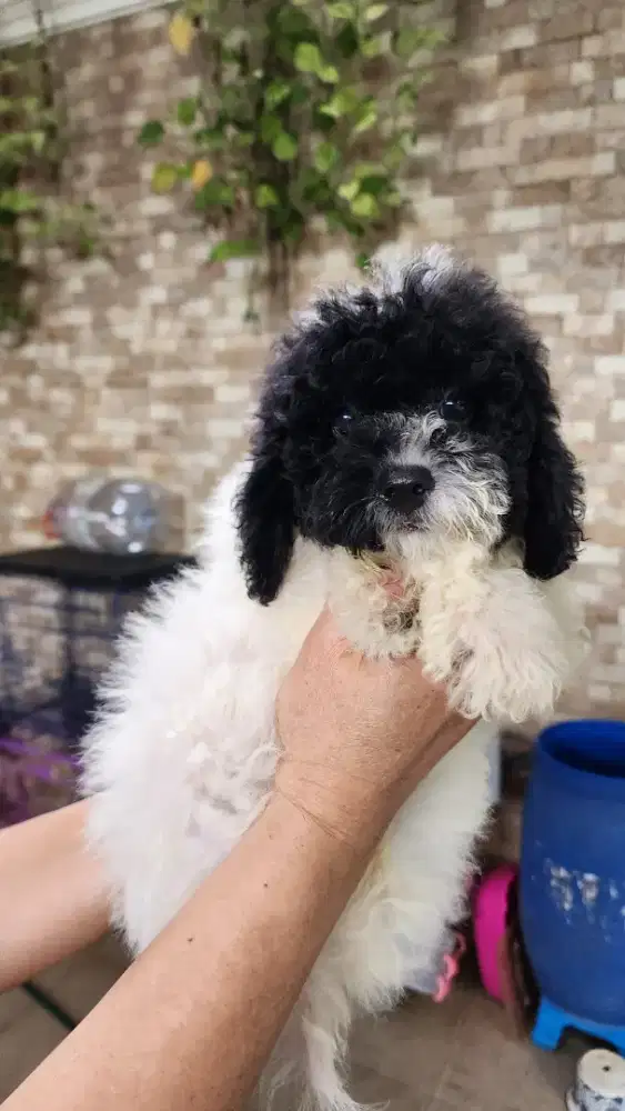 Poodle Warna Langka