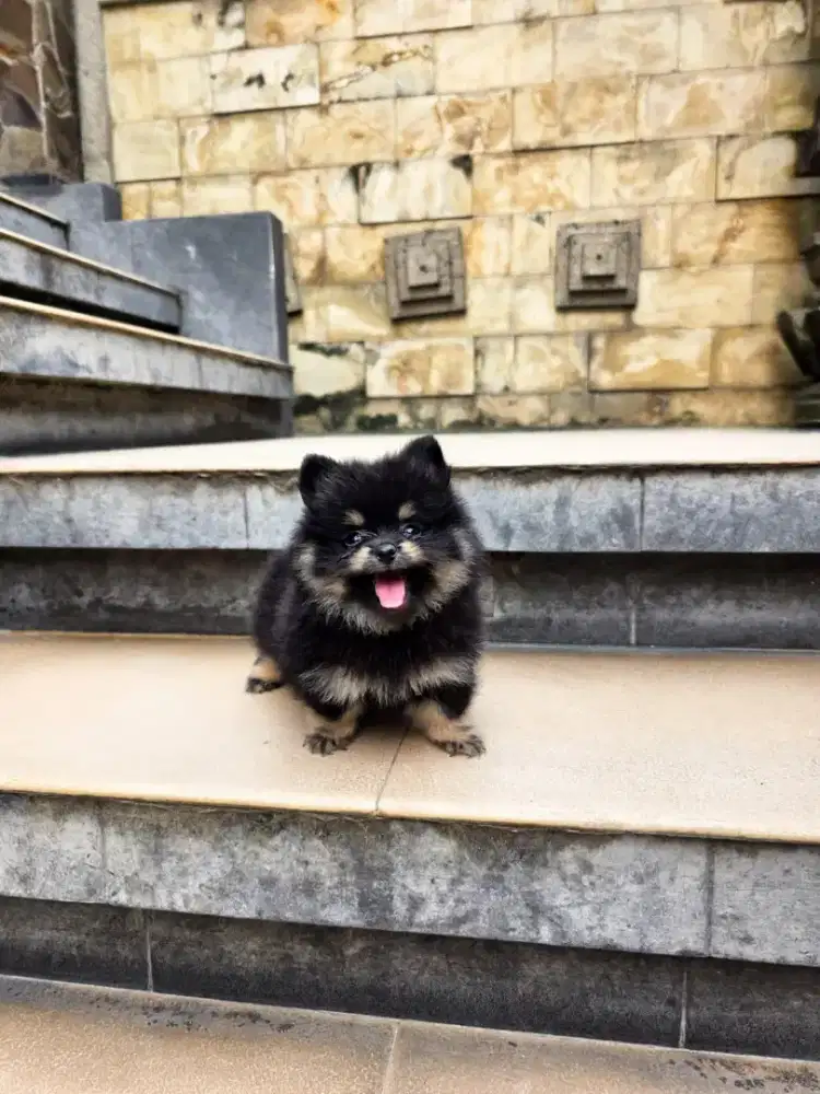 Superminipom Pomeranian anjing puppy rare