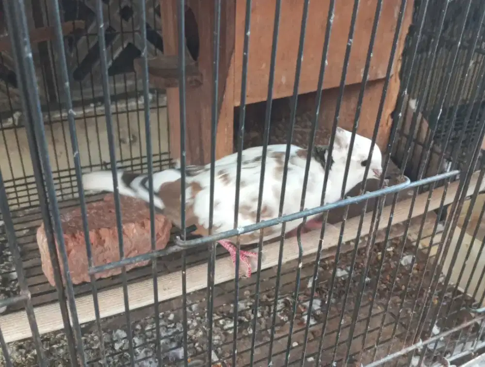 Di jual 2 burung puter nuktok nego