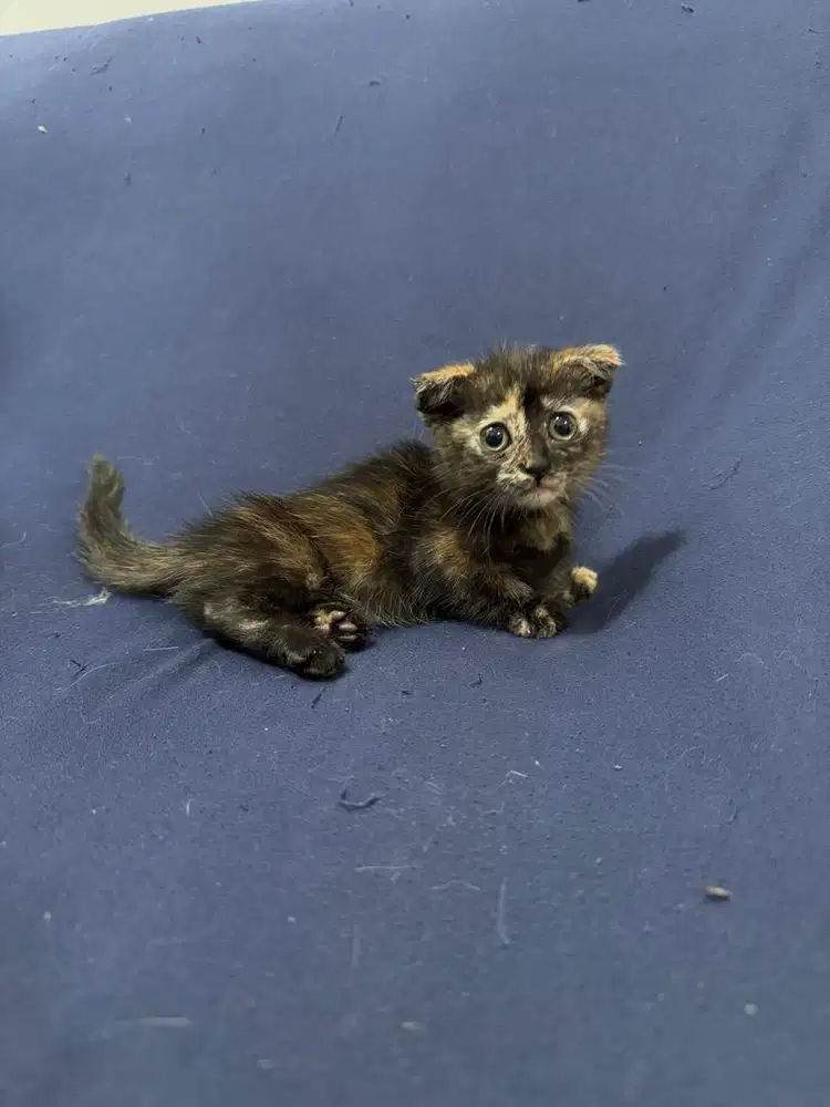 MUNCHKIN SCOTTISH FOLD BETINA