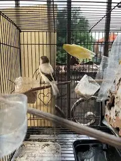 Burung kenari sepasang siap ternak 100%