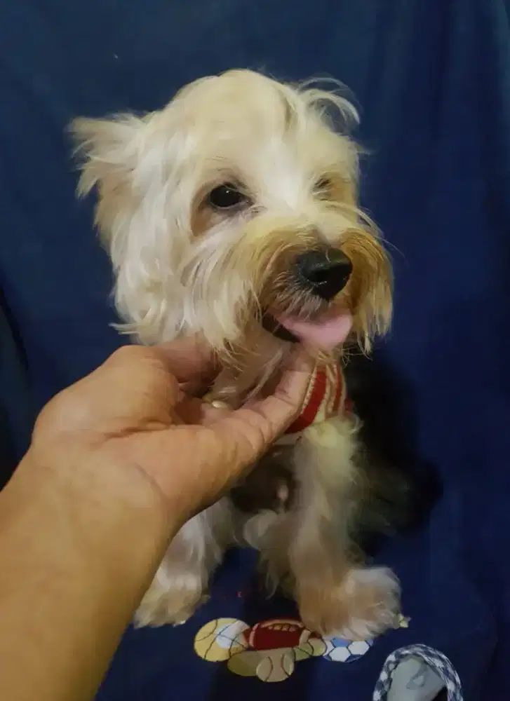 Jual Murah Yorkie jantan pejantan