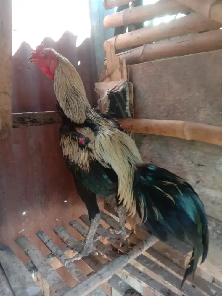 Dijual ayam Siam