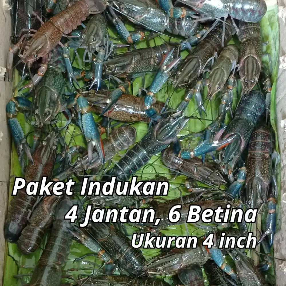 Paket Indukan Lobster Air Tawar 4 inch