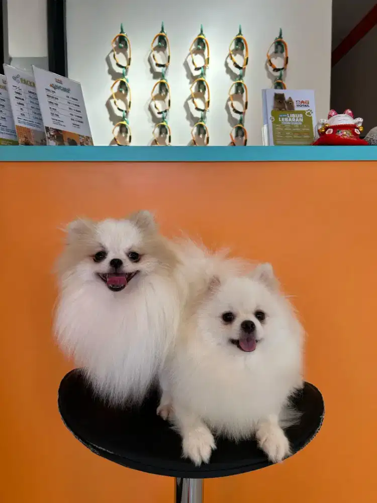 Jual Anjing Pomeranian