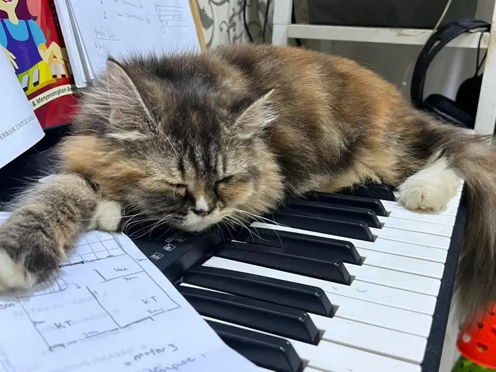 Kucing anakan angora