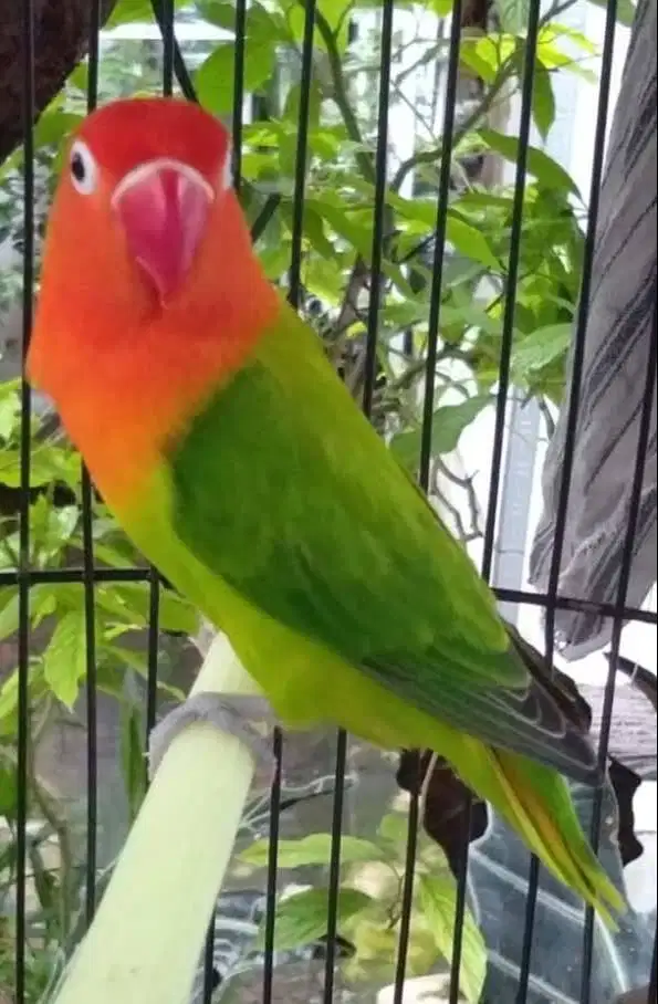 Love Bird Biola Green Jantan