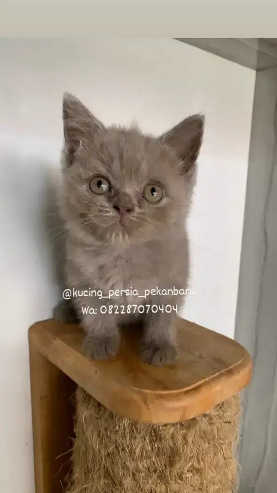 Anakan British short hair atau BSH asli warna lilac