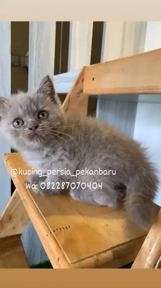 Anakan BSH asli warna lilac imut bulu pendek