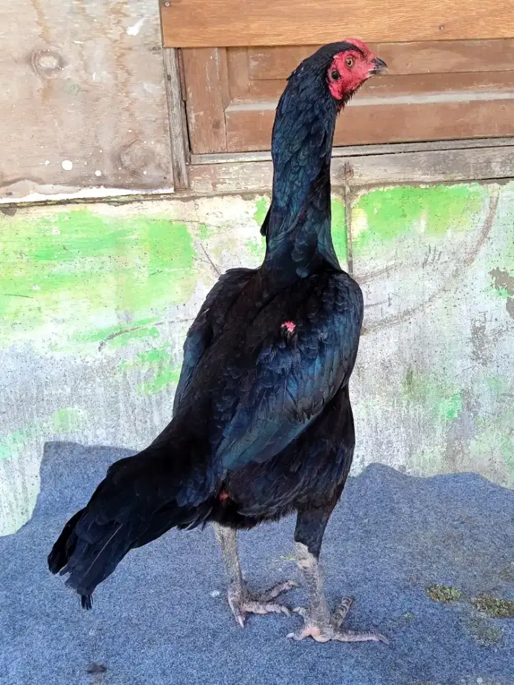 Ayam trah blackbull x bs materi indukan cetak berkualitas VIP mewahh