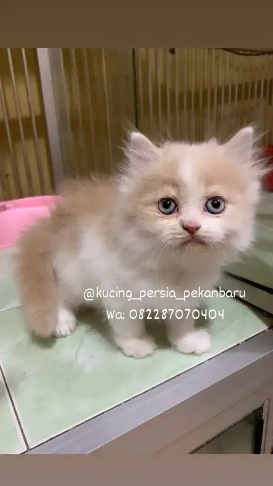 Anakan Persia betina imut bulu panjang gembul