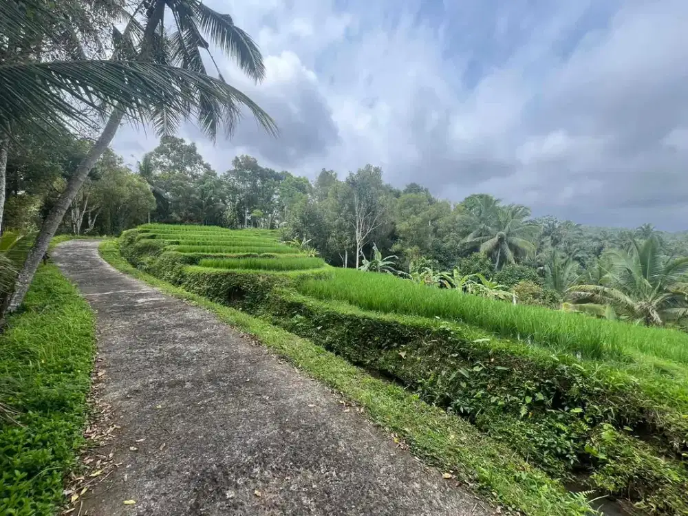 Dijual Tanah Dekat Air Terjun Singsing Angin Tabanan Bali