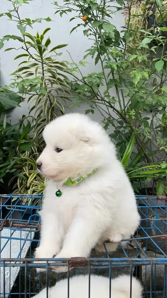 Di jual Anak anjing Samoyed lucu dan sehat
