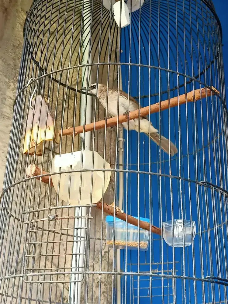 Burung Trucukan Fullset