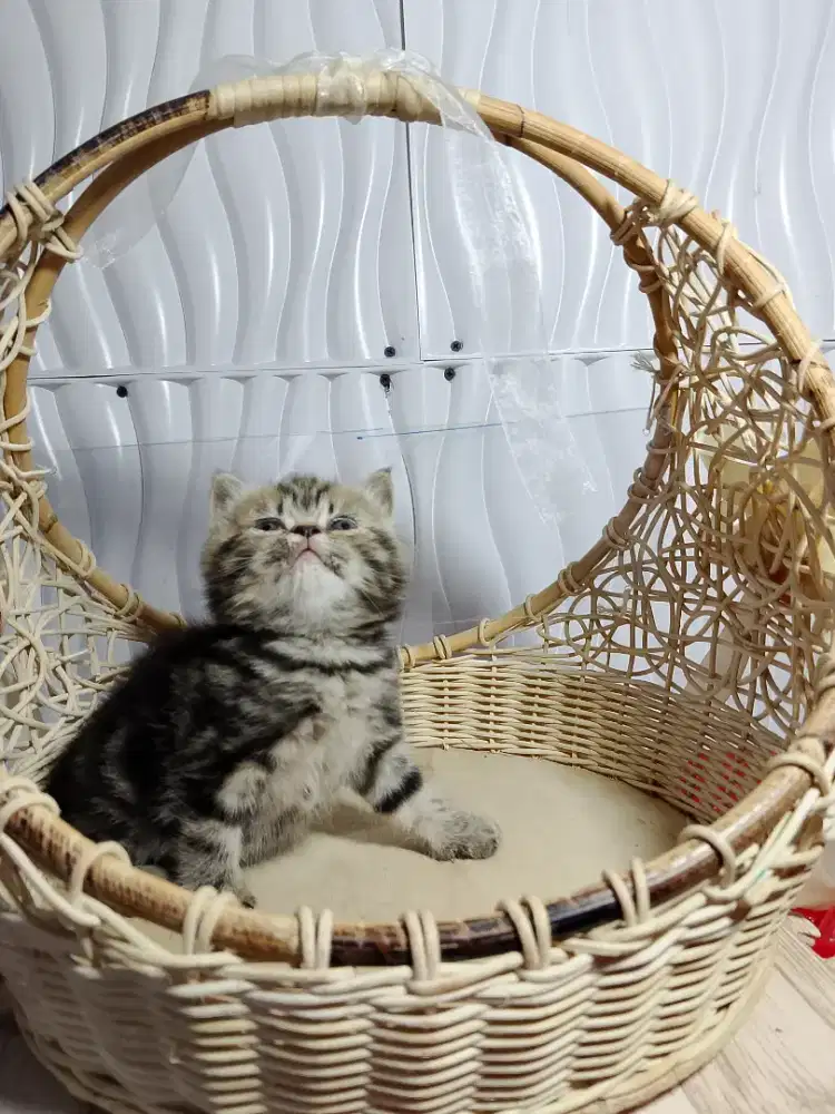 Kitten British Shorthair male