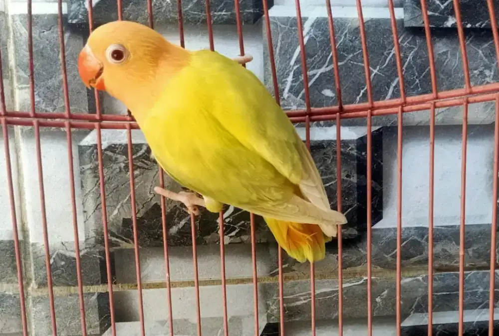 Lovebird bio euwing aqua B1 pf