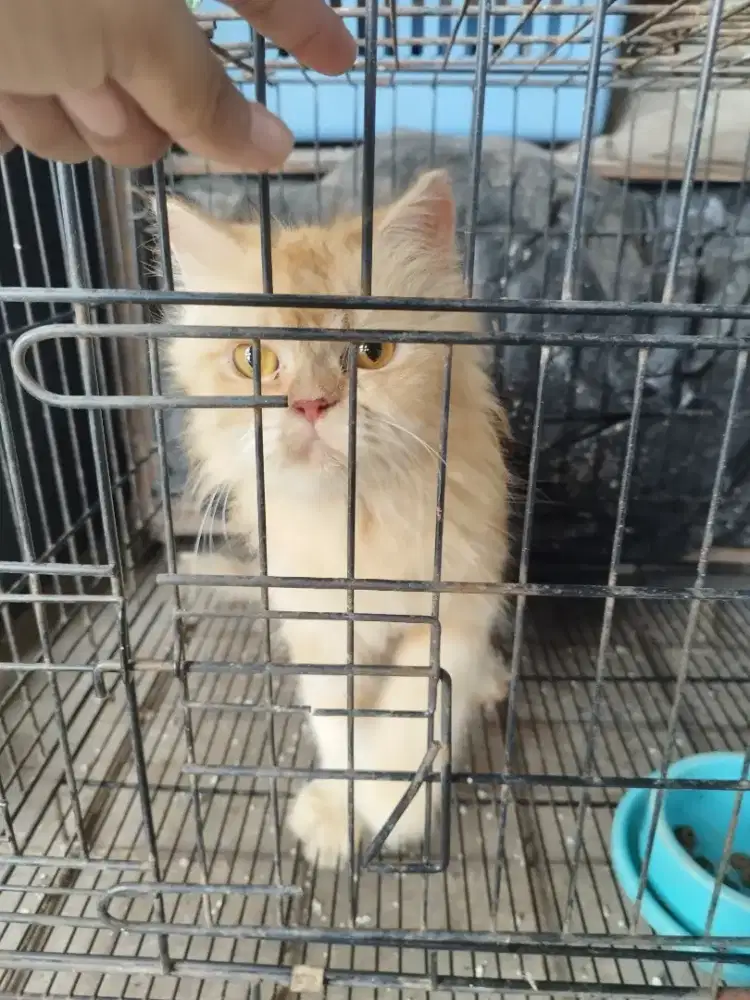 Borongan 4 ekor Kucing Ras