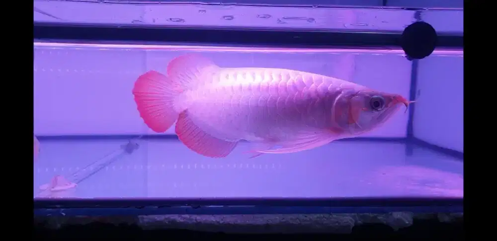 Arwana sb spesial uk 30 cm .