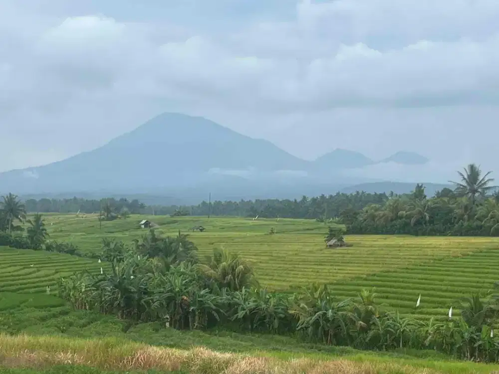 Dijual Tanah Kebun View Sawah Gunung Yg Sangat Istimewa Di Tabanan Bali