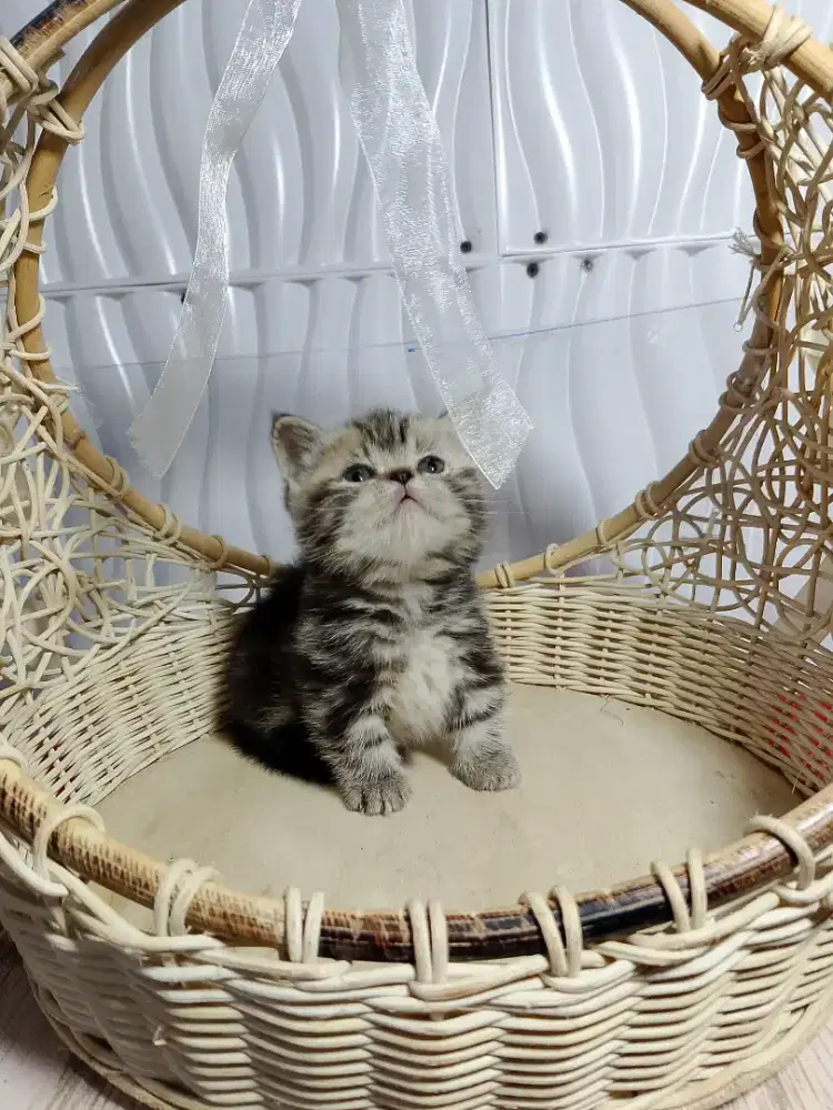 Kitten British Shorthair Munchkin super