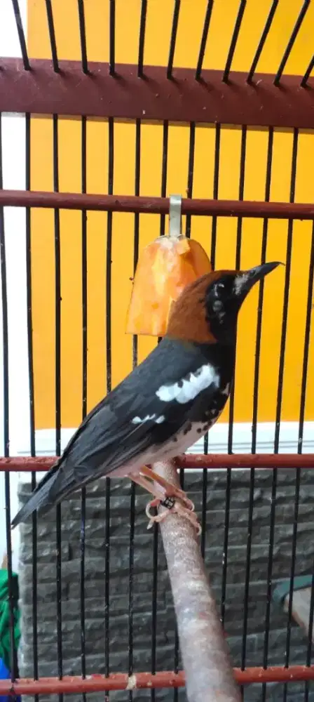 Burung Anis kembang jantan bunyi nuju gacor Tt masuk