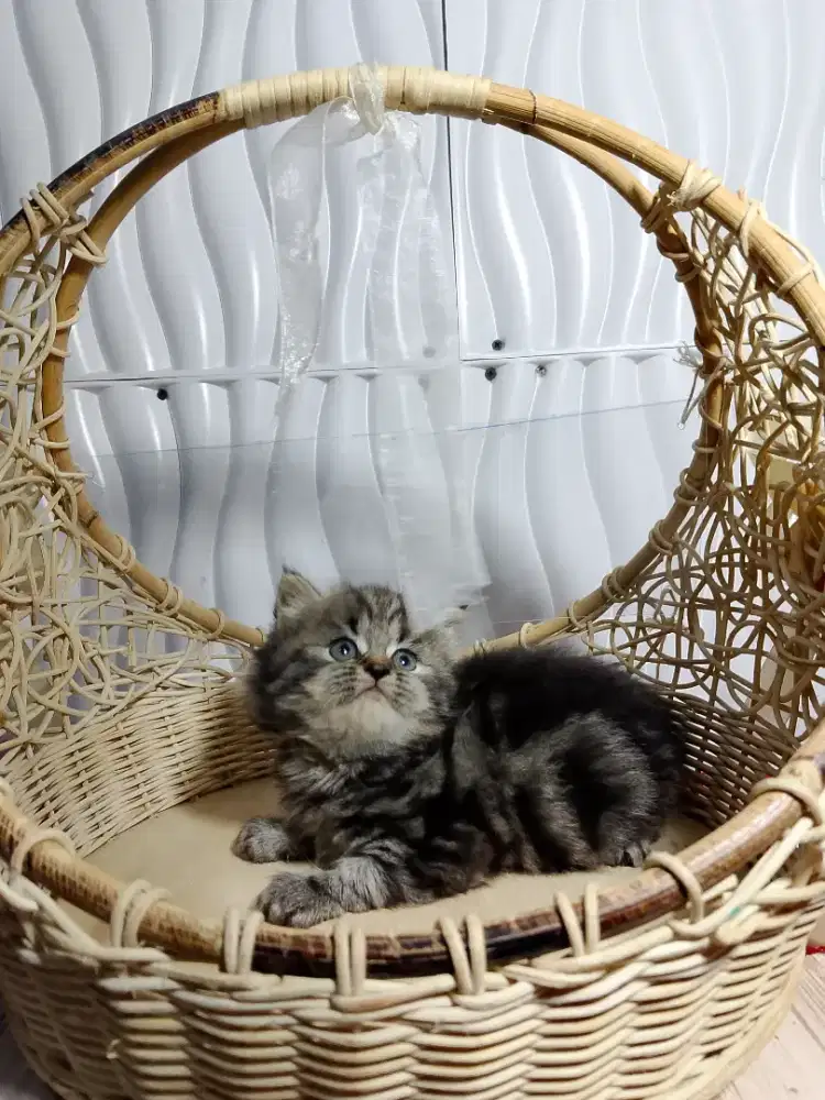 Kitten British Longhair NS