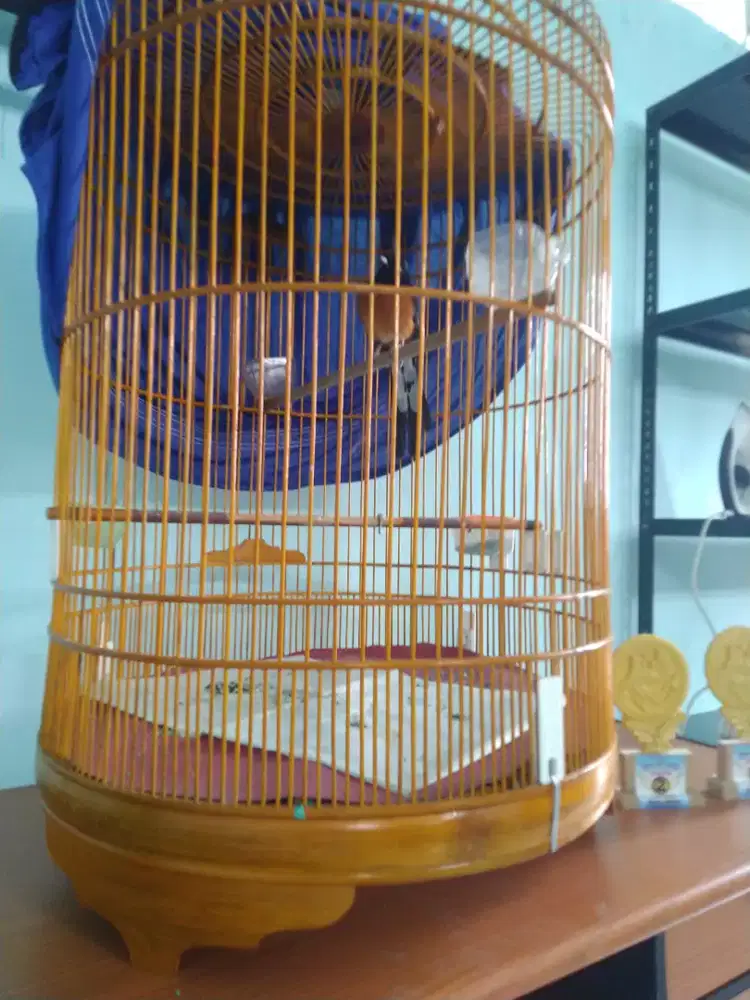 murai gacoran prestasi