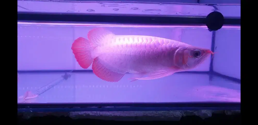 Arwana sr sb . Uk 30 cm