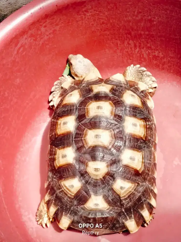 Kura-kura sulcata jantan size 35cm mulus