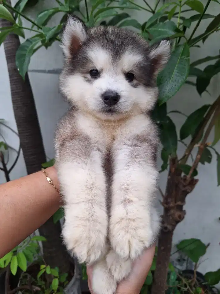PUPPY ALASKAN MALAMUTE EROPA X THAILAND