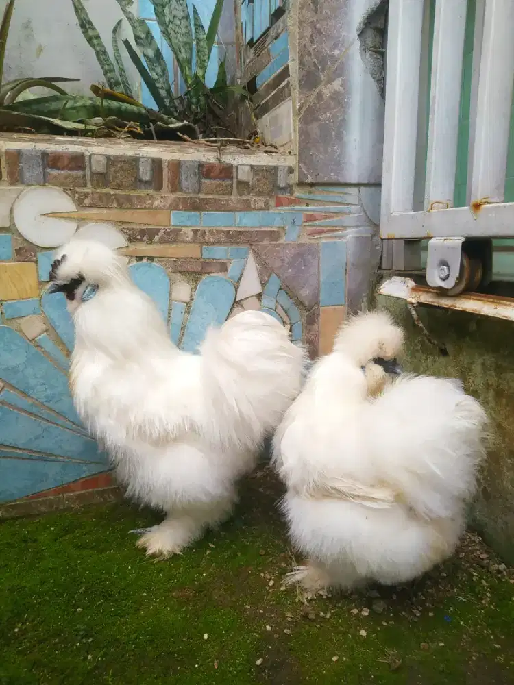 Ayam hias amercan silky