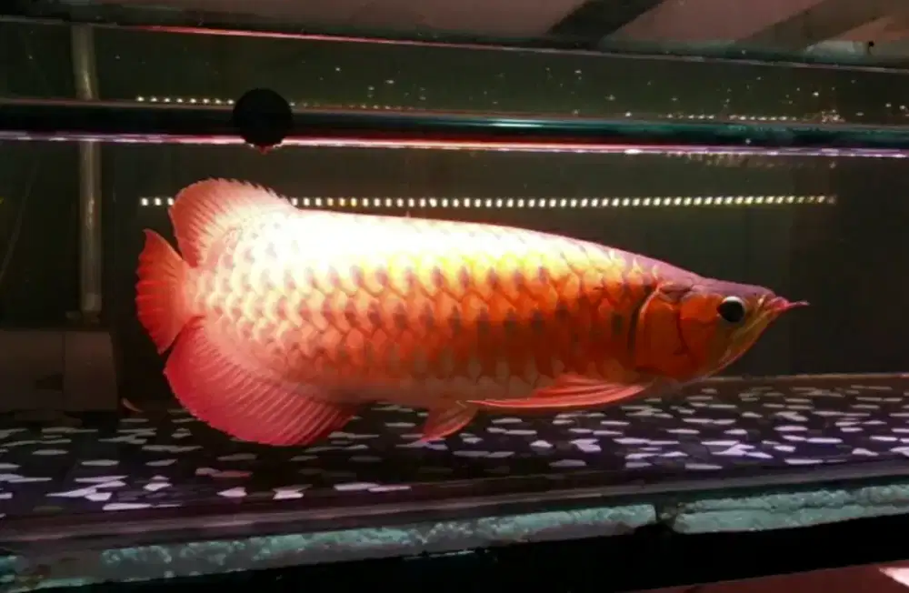 Arwana sr spesial uk 53 cm