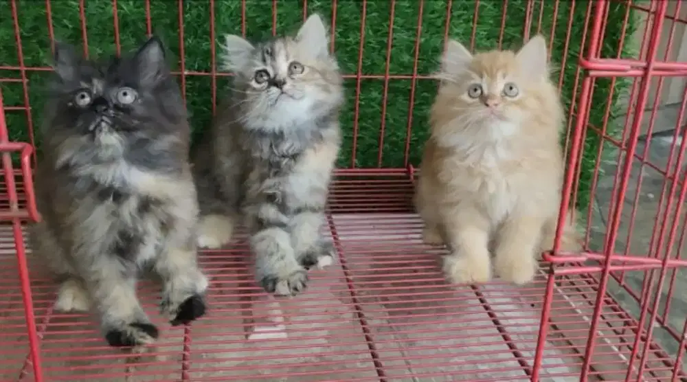 Kitten/Persia/Kitten Persia/Kucing/Munchkin/British/Mainecoon