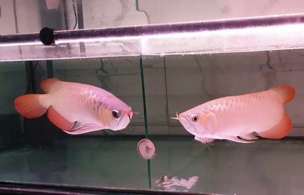 Arwana sr uk 35/37 cm