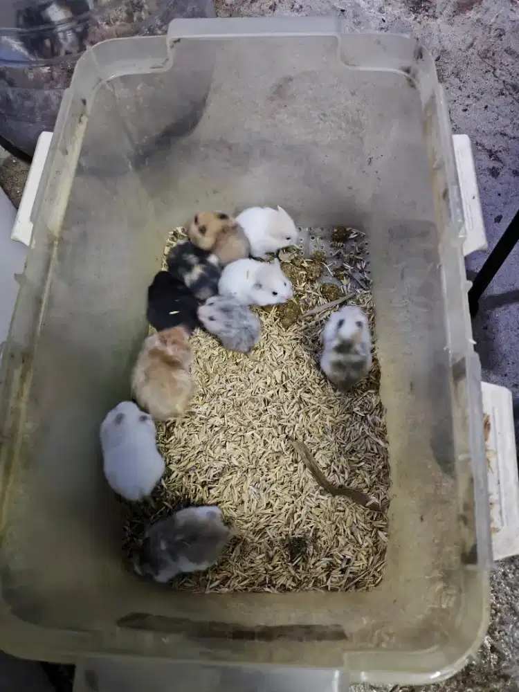 Hamster lucu untuk peliharaan