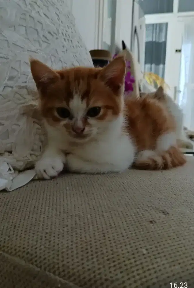 Di open adopsi anak kucing Persia berusia dua bulan setengah