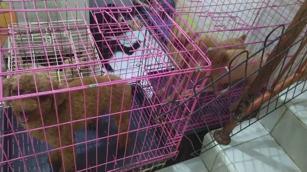 Terima penitipan anabul/anjing