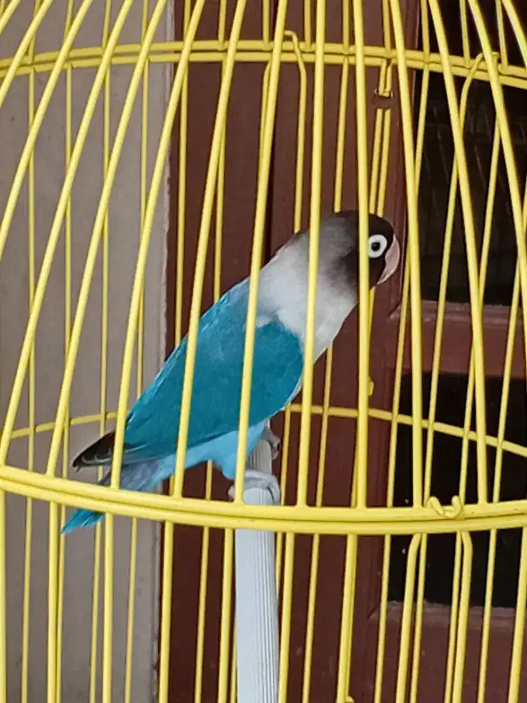 Lovebird biru mangsi dewasa