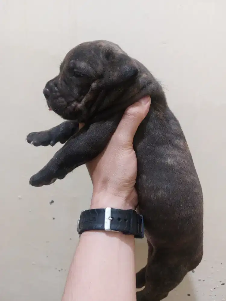 American Pitbull Terrier